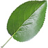 Apple leaf